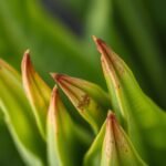 puntas marrones plantas