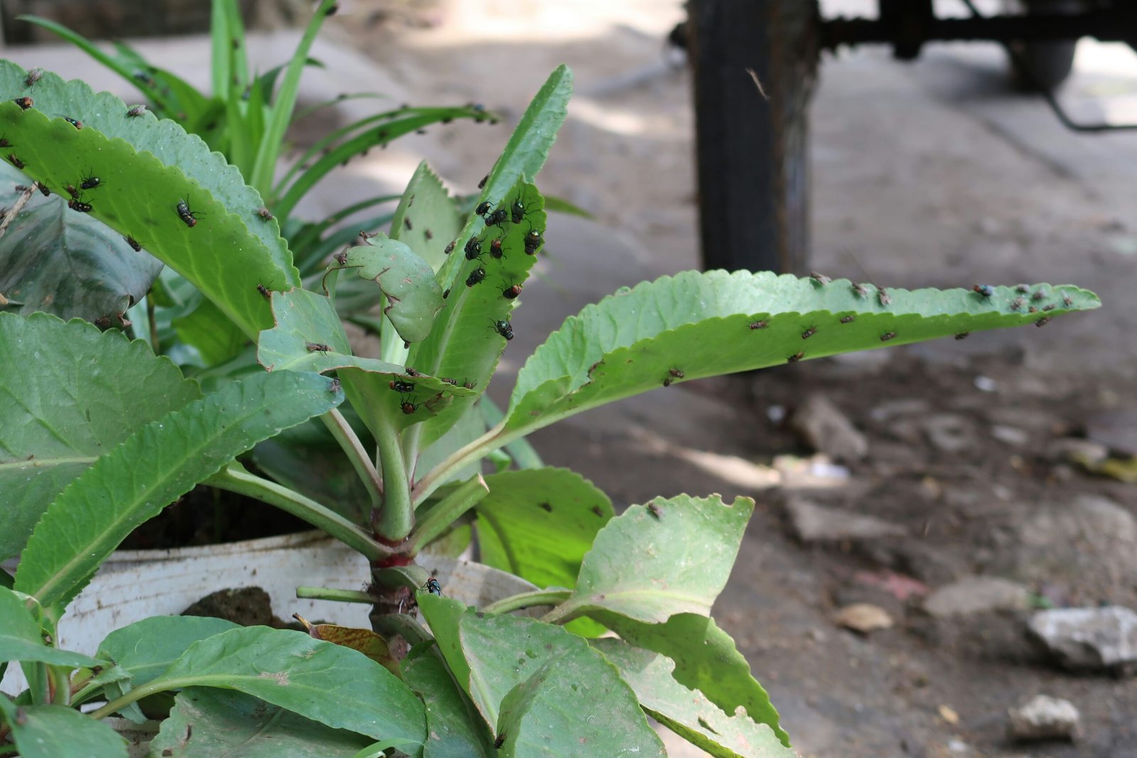 Cómo Controlar las Mosquitas Blancas en Plantas: Guía Completa