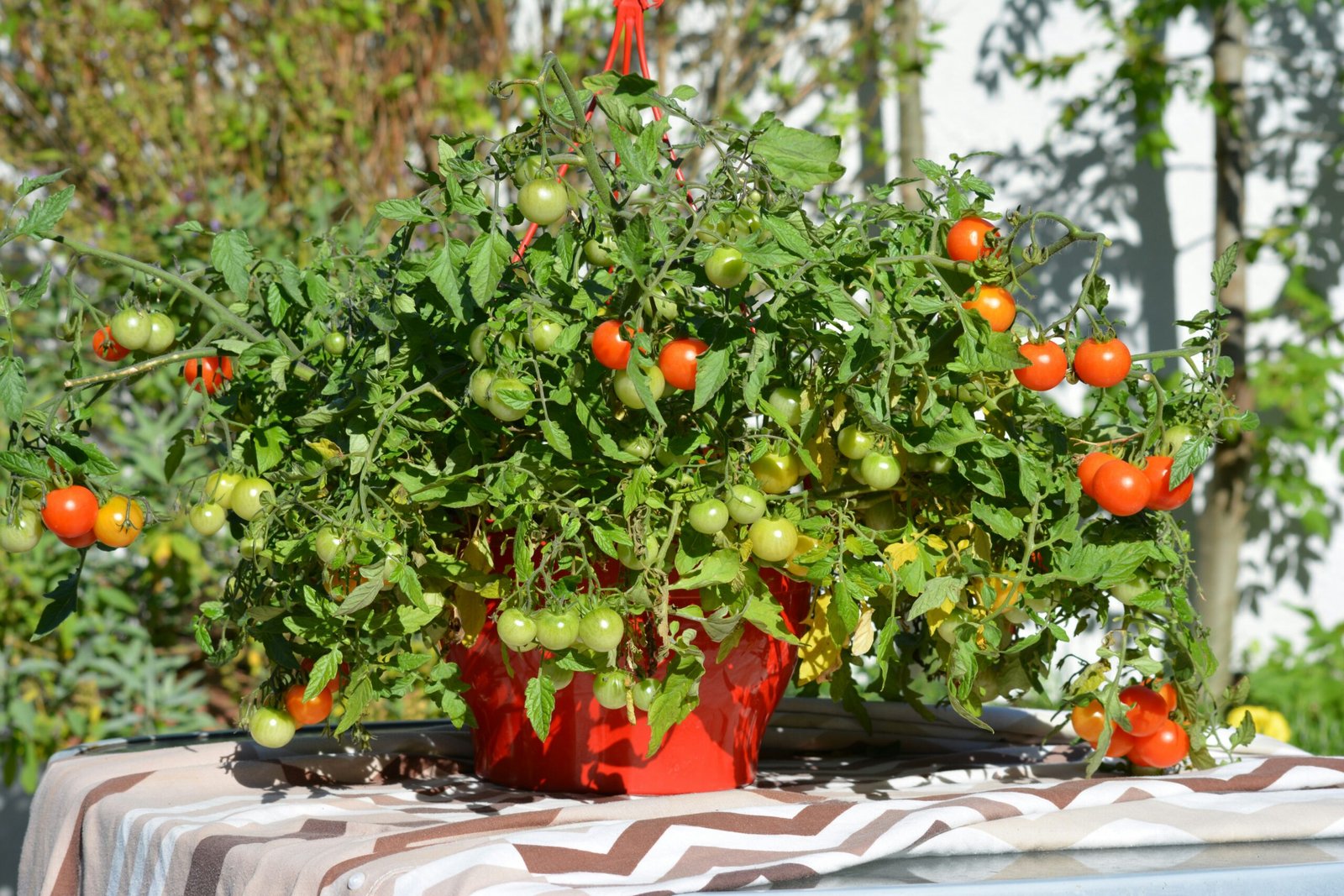Guía completa para cultivar tomates en maceta