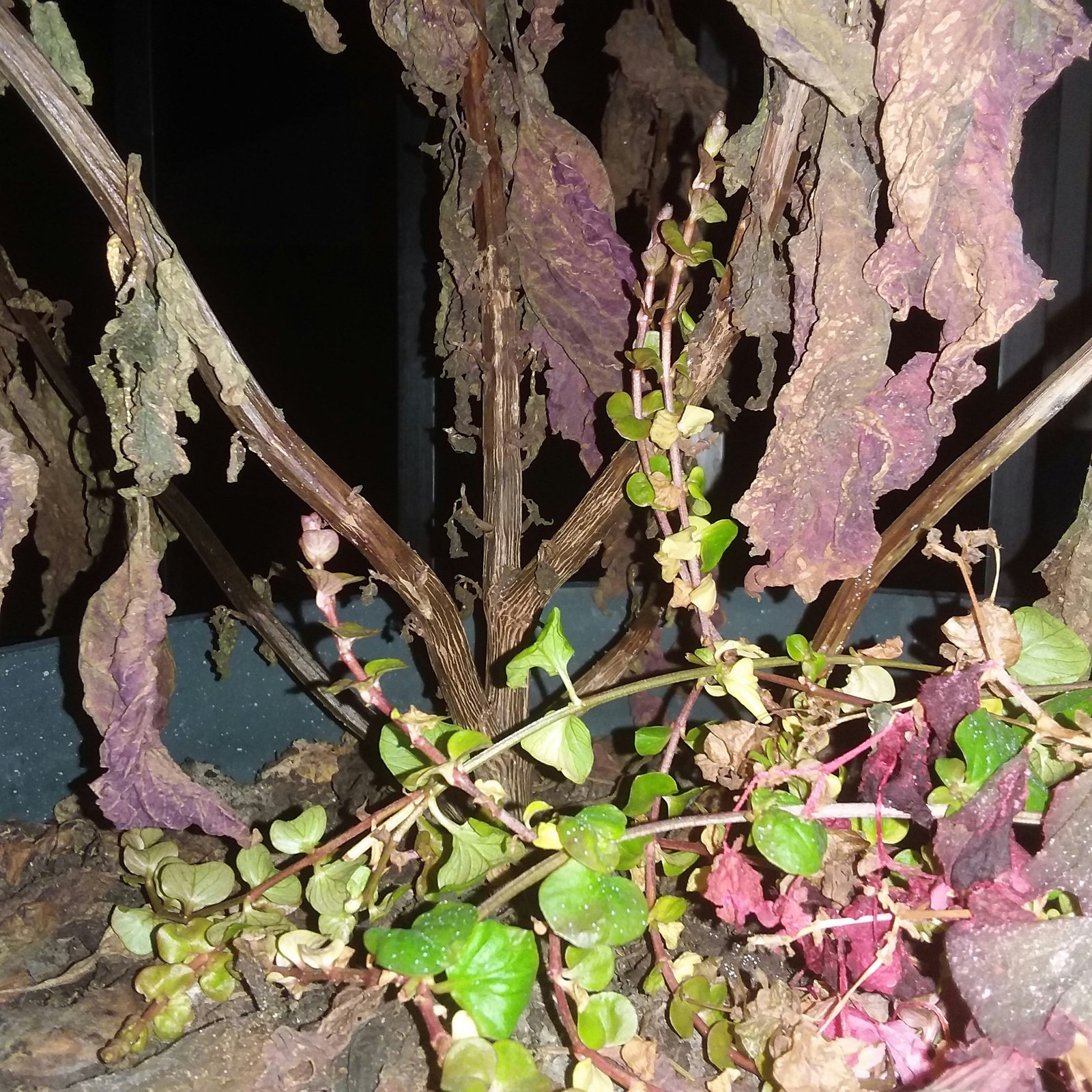 Cómo Revivir una Planta Seca: Consejos Esenciales para Plantas de Interior